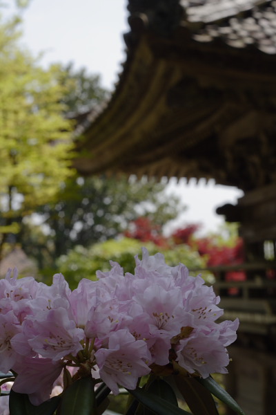 新緑の山寺　普門寺　2_d0120622_21505846.jpg