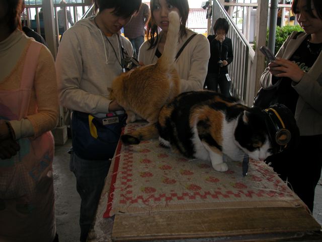 たま駅長 にゃ〜 和歌山電鐵（5）_a0063846_0315532.jpg