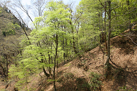 新緑の岩谷、由良川源流の滝壺_e0113053_23291735.jpg