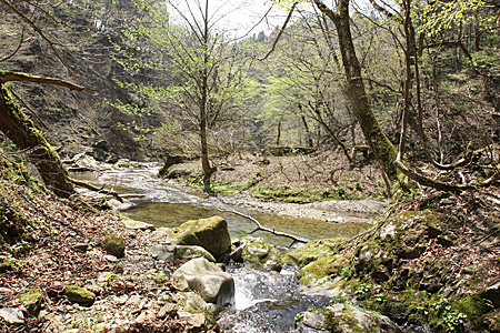 新緑の岩谷、由良川源流の滝壺_e0113053_2331515.jpg