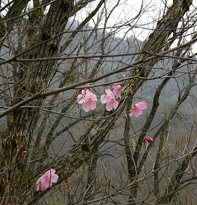 5月1日　赤城山のカタクリ_a0001354_1983876.jpg