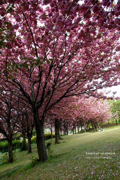 八重桜（を更新中に寝てしまった..　さらになぜか途中の状態で送信してしまった...　なので再更新（汗））_f0147658_1461876.jpg