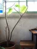 歩粉 @恵比寿_c0119259_0563138.jpg