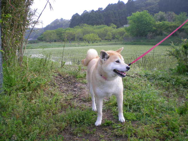 ５月１日（木）やっと咲きました。ナニワイバラが！_f0060461_2281058.jpg