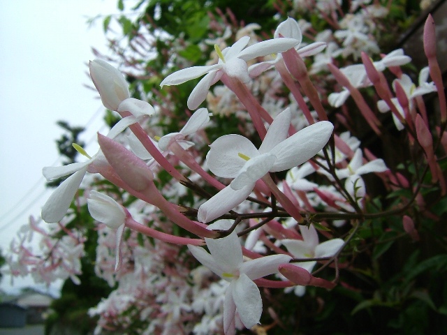 垣根を飾る花 ぐ のお散歩記