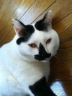 やっぱ猫がいないと_f0054677_63274.jpg