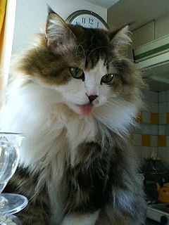 やっぱ猫がいないと_f0054677_634635.jpg