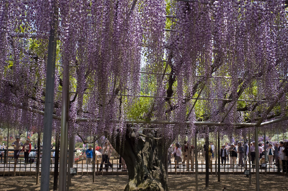 「足利フラワーパーク 2」　M-Rokkor 28mm F2.8_c0046489_8202968.jpg