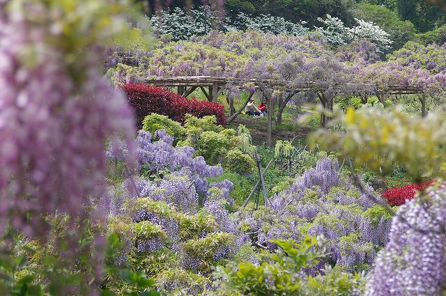 ■　フジの花見に横須賀へ　　　08.5.1_e0070891_18503287.jpg