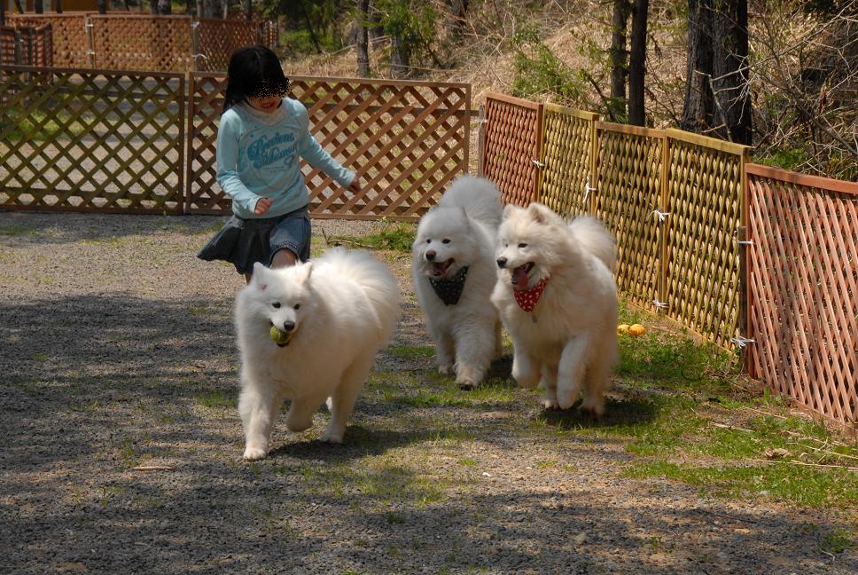 行ってきました!わんこパラダイスキャンプ場 part3_a0049296_12421362.jpg