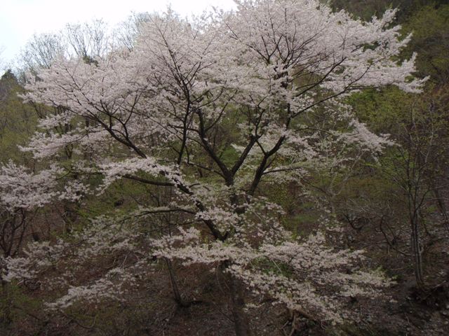 大御影山　高島トレイル９_b0039898_20255386.jpg