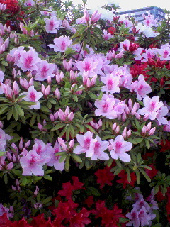 c0023406_7233833.jpg