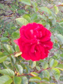 c0023406_7233858.jpg