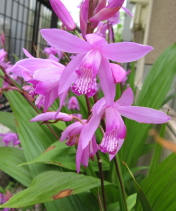 e0064409_10155335.jpg