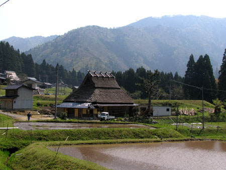 北山 山菜_e0048413_2144493.jpg