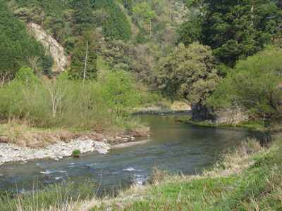 北山 山菜_e0048413_215879.jpg
