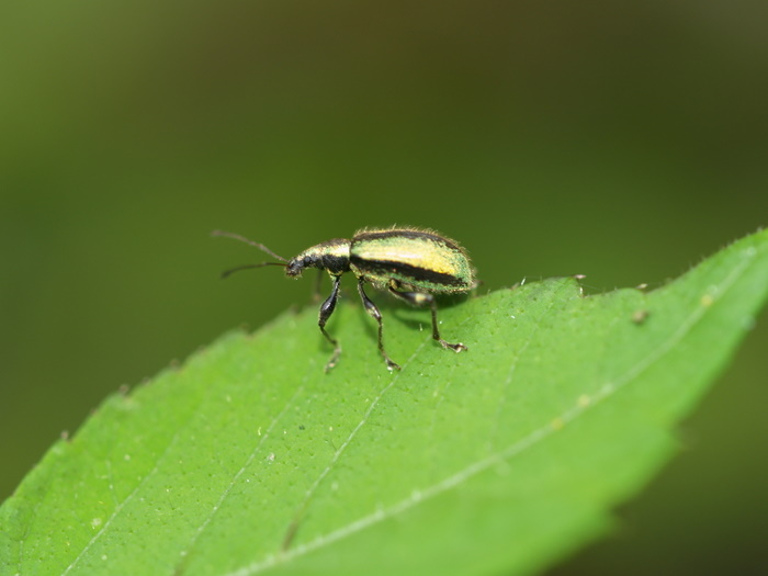 ケブカトゲアシヒゲボソゾウムシ_c0116915_23512198.jpg