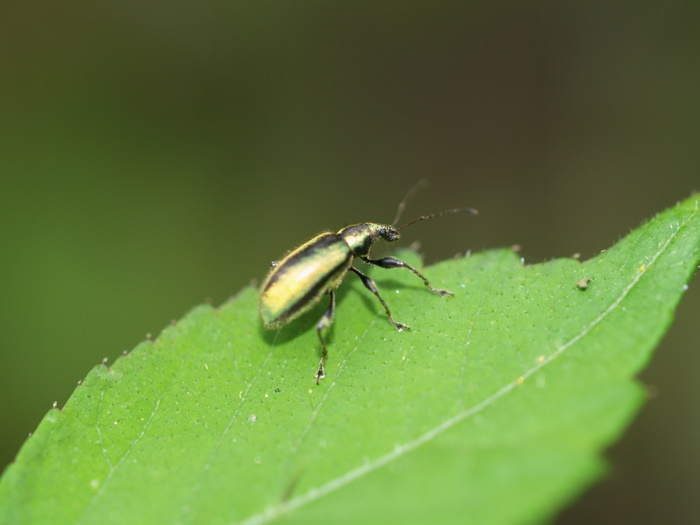 ケブカトゲアシヒゲボソゾウムシ_c0116915_23554699.jpg