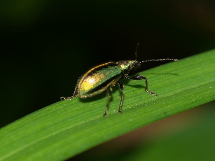 ケブカトゲアシヒゲボソゾウムシ_c0116915_23564696.jpg