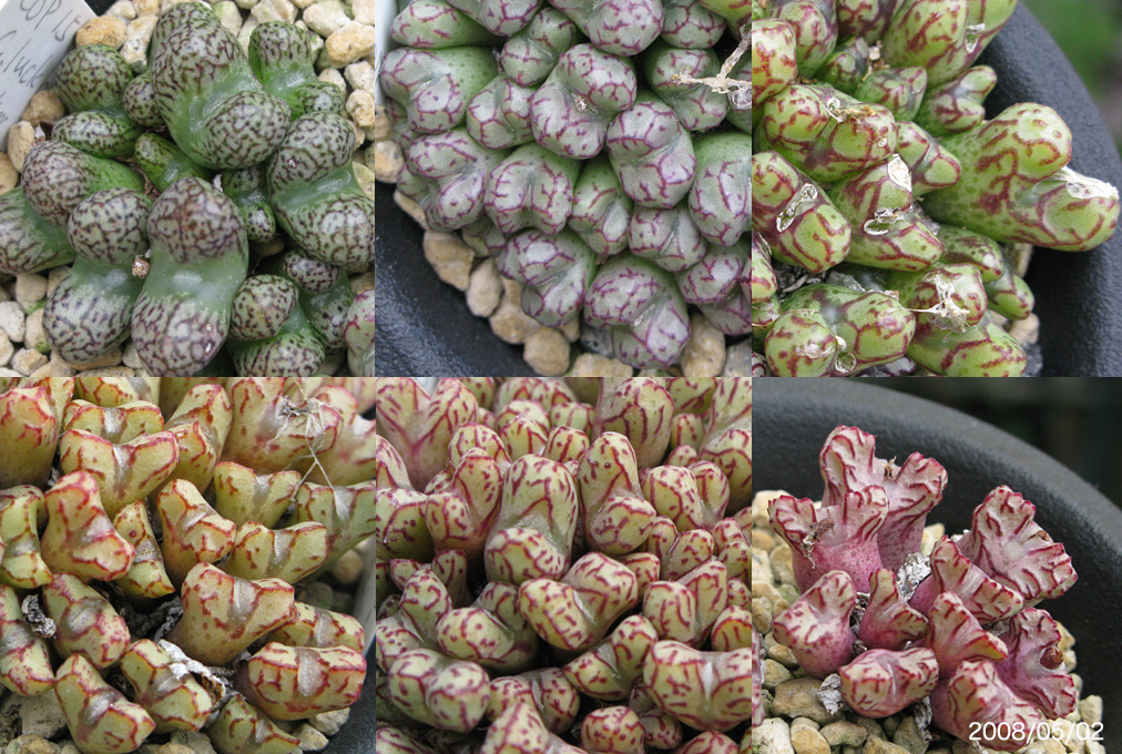 コノフィツム 自分育っているコノフィツム 記録写真 【公式通販】