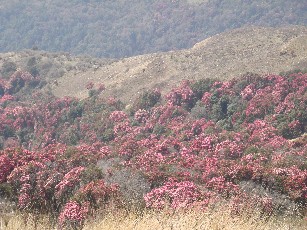 ネパール旅行記その３　いよいよ登ります♪_e0114020_18192943.jpg