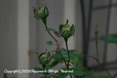 c0045227_18441354.jpg