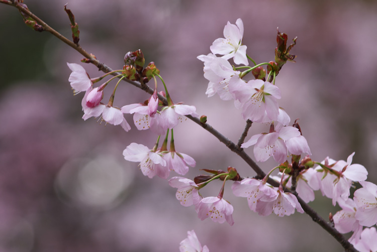 桜　２_f0116528_21254081.jpg