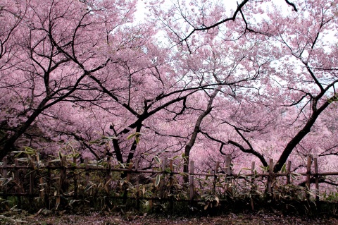 高遠の桜_f0032137_1595114.jpg