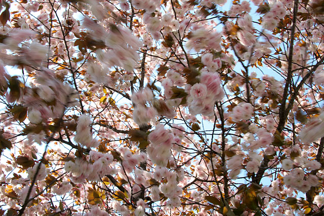 但馬桜行脚’０８　＃１５_c0067040_23323733.jpg