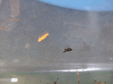 a0085647_1515652.gif