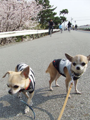 c0019050_18449.jpg