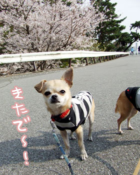 c0019050_18581.jpg