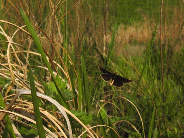 c0045352_17323615.jpg