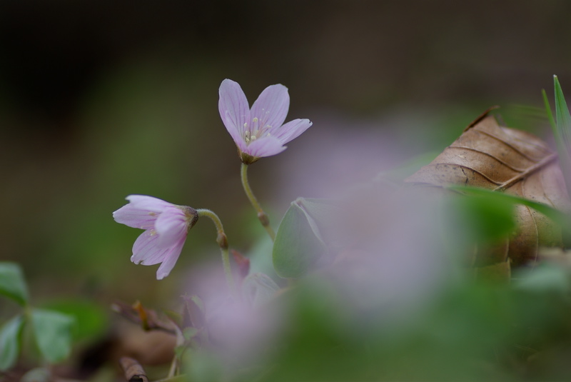 イワウチワに会いたくて〜♪その３_a0009554_1843527.jpg