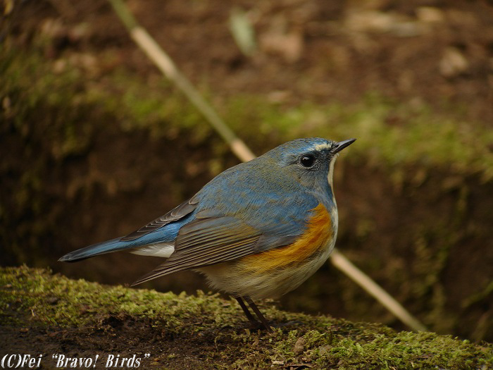 ルリビタキ　　Red-flanked  Bluetail/  Erithacus cyanurus_b0069564_21473297.jpg