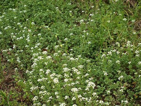 b0135573_14593732.jpg