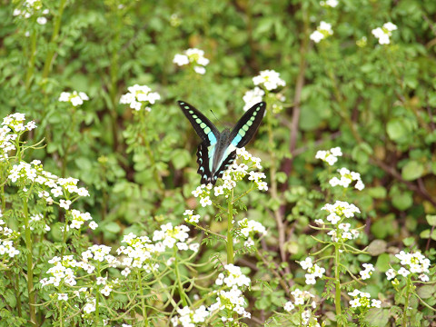 b0135573_150243.jpg