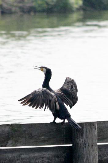 伊佐沼の鳥たち　コアジサシ　ツバメ　カワウ_a0107574_22271980.jpg