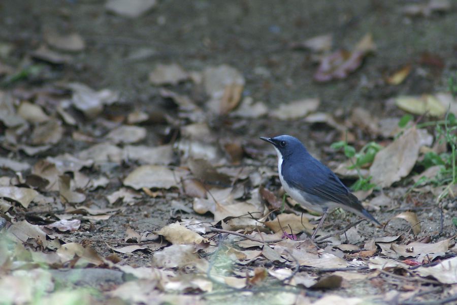 都市公園で野鳥観察_d0037282_1861147.jpg