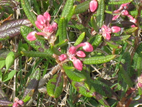 六甲高山植物園（４）_c0009190_2148203.jpg