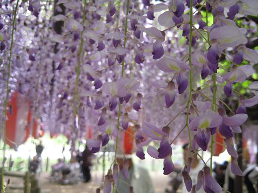 藤の花の咲くころ。_b0029704_2235273.jpg