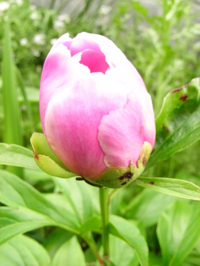 肥後芍薬 四季折々 2 肥後芍薬 四季折々 2
