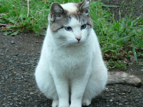 青い目の猫 さーべる倶楽部2 青い目の猫 さーべる倶楽部2
