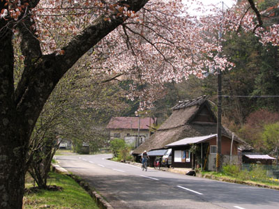 北山　桜花盛り_e0048413_22514785.jpg