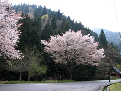 北山　桜花盛り_e0048413_22522828.jpg