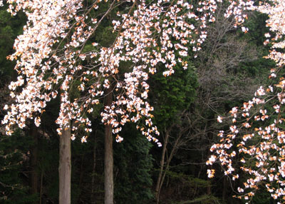 北山 桜花盛り_e0048413_22524783.jpg