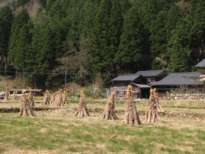 北山 桜花盛り_e0048413_225363.jpg