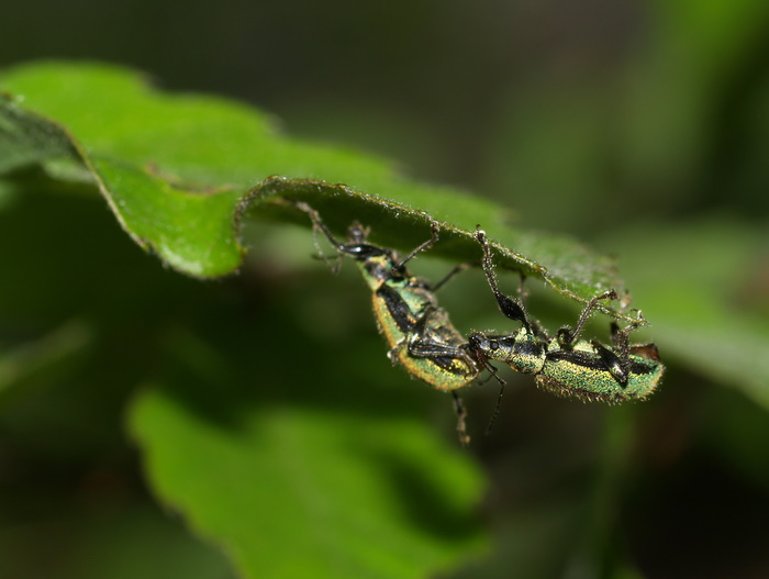 ケブカトゲアシヒゲボソゾウムシ_c0116915_1133941.jpg