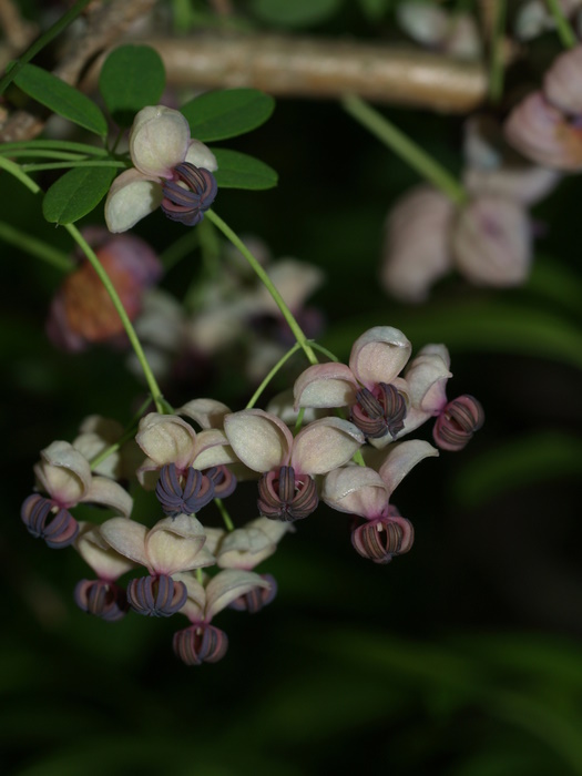 アケビの花_c0116915_1139271.jpg