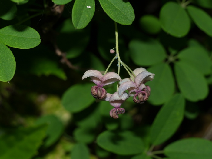 アケビの花_c0116915_11405838.jpg